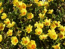 Purslane - Portulaca annual flower - yellow blooms 